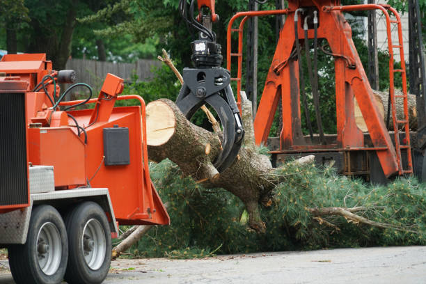 Best Mulching Services  in Vernon, TX