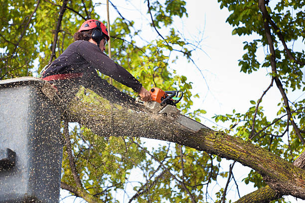 Best Fruit Tree Pruning  in Vernon, TX